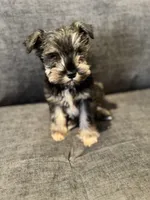 Female Mini schnauzers, a female Miniature Schnauzer for sale in Jefferson, OR – Photo 5 of 8