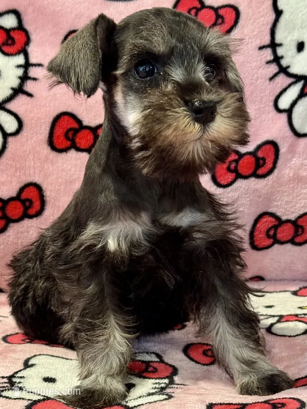 Bubbles – Miniature Schnauzer puppy for sale in Jefferson, OR