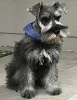 Small Girl, a female Miniature Schnauzer for sale in Jefferson, OR – Photo 3 of 4