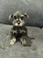 Small Girl, a female Miniature Schnauzer for sale in Jefferson, OR – Photo 1 of 4