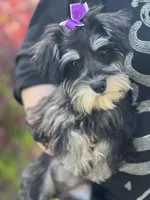 Small Girl, a female Miniature Schnauzer for sale in Jefferson, OR – Photo 4 of 4