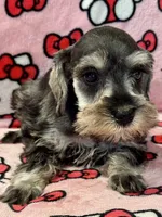 Blossom, a female Miniature Schnauzer for sale in Jefferson, OR – 1 of 5