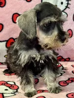 Blossom, a female Miniature Schnauzer for sale in Jefferson, OR – 2 of 5
