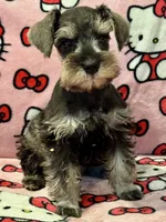 Buttercup, a female Miniature Schnauzer for sale in Jefferson, OR – 2 of 5