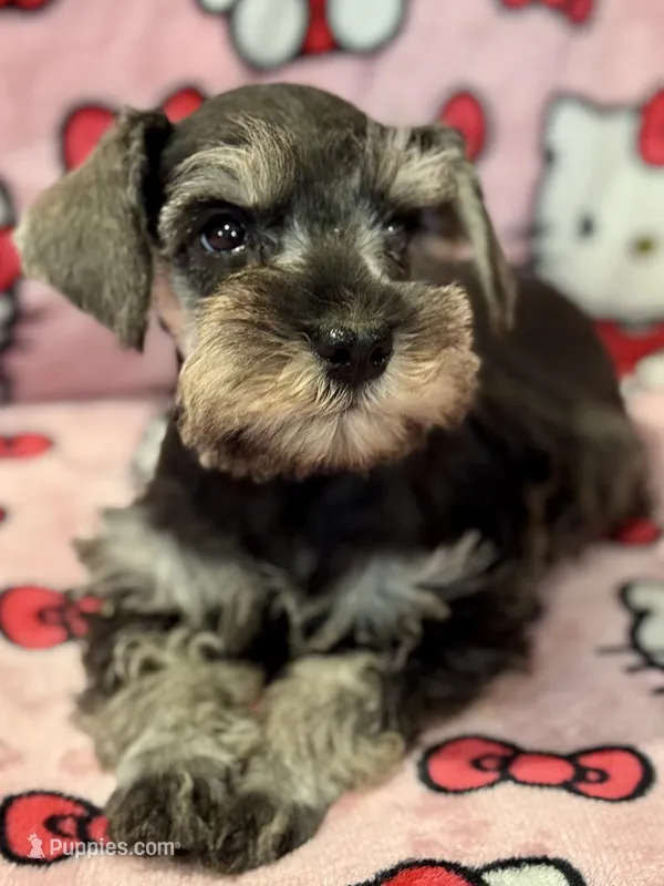 Buttercup – Miniature Schnauzer puppy for sale in Jefferson, OR