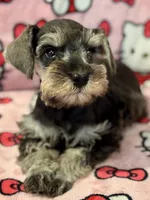 Buttercup, a female Miniature Schnauzer for sale in Jefferson, OR – 1 of 5