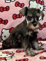 Bubbles, a female Miniature Schnauzer for sale in Jefferson, OR – 2 of 5