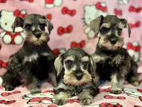 Bubbles, a female Miniature Schnauzer for sale in Jefferson, OR – 3 of 5