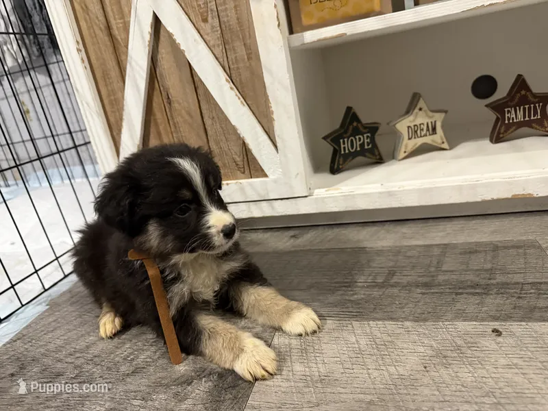 Australian shepherd  – Australian Shepherd puppy for sale in Rochester, IN