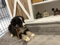 Australian shepherd , a male Australian Shepherd for sale in Rochester, IN – 1 of 1