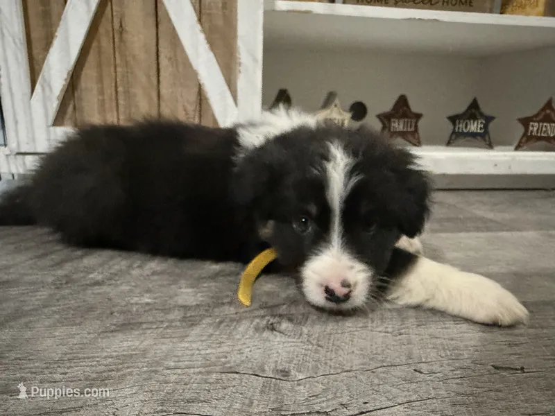 Australian shepherd  – Australian Shepherd puppy for sale in Rochester, IN