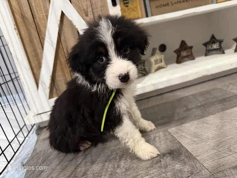 Australian shepherd  – Australian Shepherd puppy for sale in Rochester, IN
