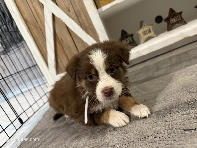 Australian shepherd  – Australian Shepherd puppy for sale in Rochester, IN