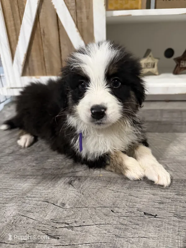Australian shepherd  – Australian Shepherd puppy for sale in Rochester, IN