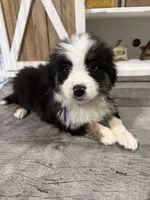 Australian shepherd , a female Australian Shepherd for sale in Rochester, IN – 1 of 1