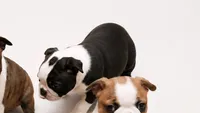 Black brindle female, a female Boston Terrier for sale in Granbury, TX – 2 of 6