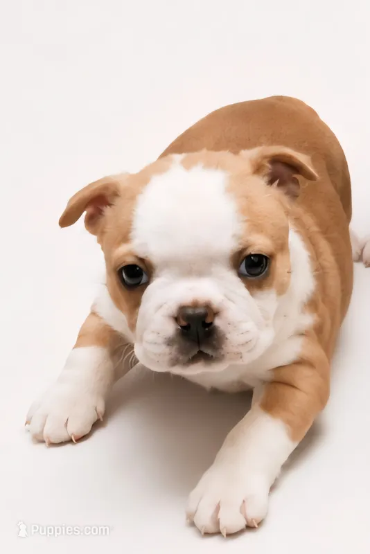 Golden fawn female – Boston Terrier puppy for sale in Granbury, TX