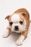 Golden fawn female, a female Boston Terrier for sale in Granbury, TX – 1 of 6