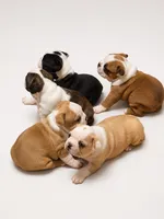 Golden fawn female, a female Boston Terrier for sale in Granbury, TX – 6 of 6