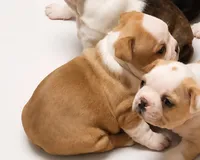 Golden fawn female, a female Boston Terrier for sale in Granbury, TX – 2 of 6