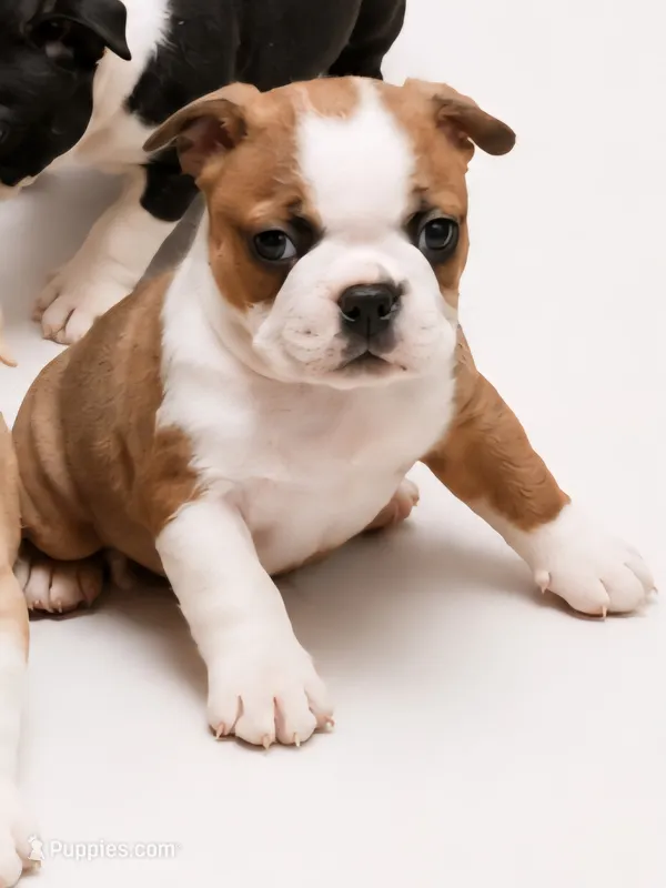 Fawn male – Boston Terrier puppy for sale in Granbury, TX