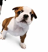 Fawn male, a male Boston Terrier for sale in Granbury, TX – 3 of 6