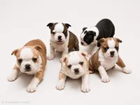 Black brindle female, a female Boston Terrier for sale in Granbury, TX – 5 of 6