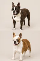 Cream female, a female Boston Terrier for sale in Granbury, TX – 3 of 3