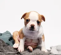 Golden fawn female, a female Boston Terrier for sale in Granbury, TX – 3 of 6