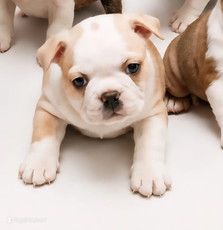 Cream female – Boston Terrier puppy for sale in Granbury, TX