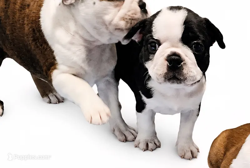 Black brindle female – Boston Terrier puppy for sale in Granbury, TX