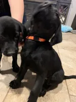 AKC Black male Labrador puppies, a male Labrador Retriever for sale in Peoria, AZ – 4 of 6