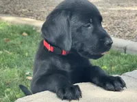 AKC Black male Labrador puppies, a male Labrador Retriever for sale in Peoria, AZ – 2 of 6