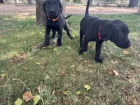 AKC Black male Labrador puppies, a male Labrador Retriever for sale in Peoria, AZ – 6 of 6