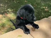 AKC Black male Labrador puppies, a male Labrador Retriever for sale in Peoria, AZ – 5 of 6