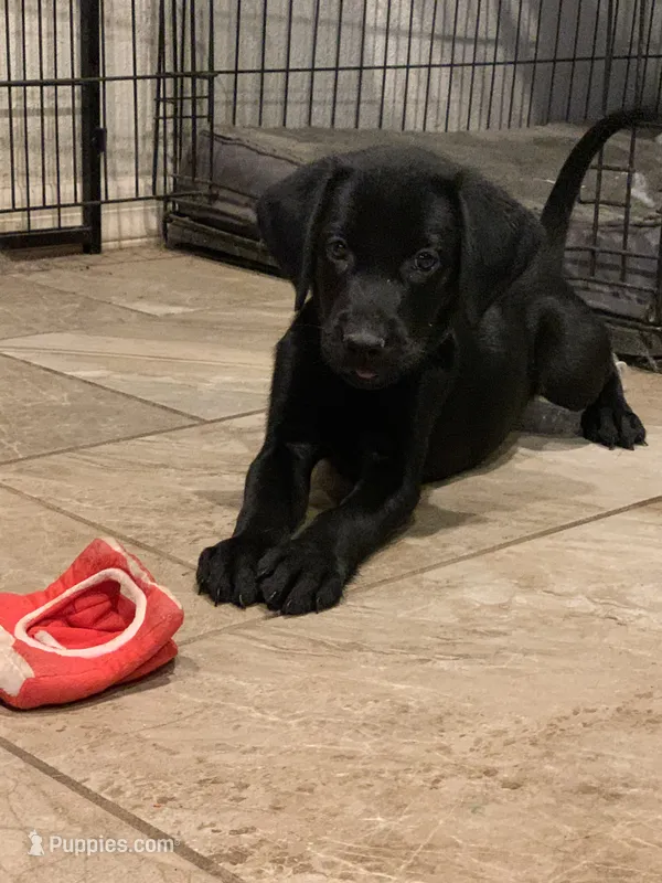 AKC Black male Labrador puppies – Labrador Retriever puppy for sale in Peoria, AZ