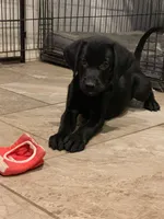 AKC Black male Labrador puppies, a male Labrador Retriever for sale in Peoria, AZ – 1 of 6
