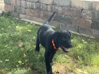 AKC Black male Labrador puppies, a male Labrador Retriever for sale in Peoria, AZ – 3 of 6