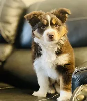 Wren, a female Toy Australian Shepherd for sale in Calhoun, GA – Photo 2 of 2