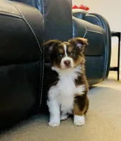 Wren, a female Toy Australian Shepherd for sale in Calhoun, GA – Photo 1 of 2