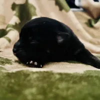 Tri (Buck), a male Pomeranian and Toy Australian Shepherd for sale in Calhoun, GA – Photo 4 of 5