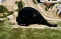 Black Tri 1, a male Pomeranian and Toy Australian Shepherd for sale in Calhoun, GA – Photo 2 of 3