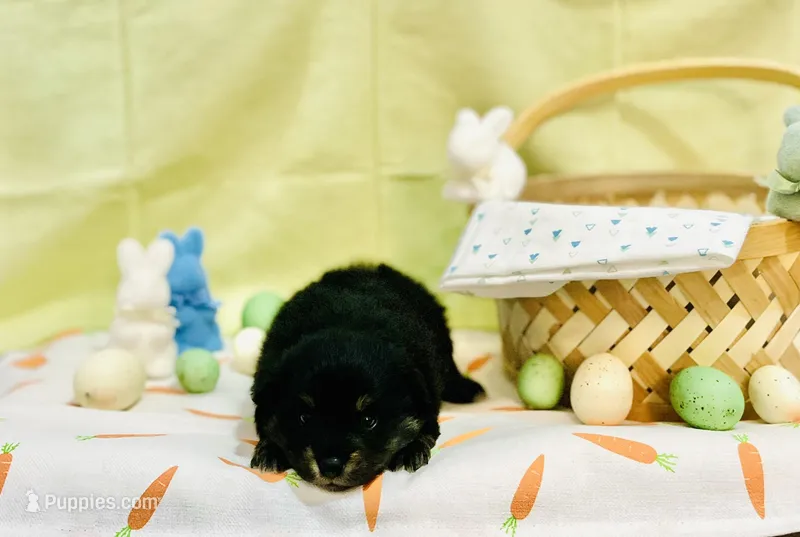 Tri (Buck) – Pomeranian, Toy Australian Shepherd puppy for sale in Calhoun, GA