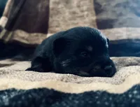 Tri (Buck), a male Pomeranian and Toy Australian Shepherd for sale in Calhoun, GA – Photo 2 of 5