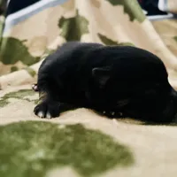 Tri (Buck), a male Pomeranian and Toy Australian Shepherd for sale in Calhoun, GA – Photo 5 of 5