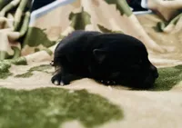 Black Tri 1, a male Pomeranian and Toy Australian Shepherd for sale in Calhoun, GA – Photo 3 of 3