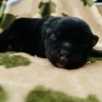 Tri (Buck), a male Pomeranian and Toy Australian Shepherd for sale in Calhoun, GA – Photo 3 of 5