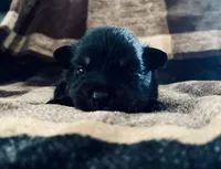 Tri (Buck), a male Pomeranian and Toy Australian Shepherd for sale in Calhoun, GA – Photo 1 of 5