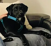 Willow, a female Labrador Retriever for sale in Calhoun, GA – Photo 2 of 3