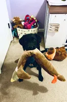 Willow, a female Labrador Retriever for sale in Calhoun, GA – Photo 3 of 3